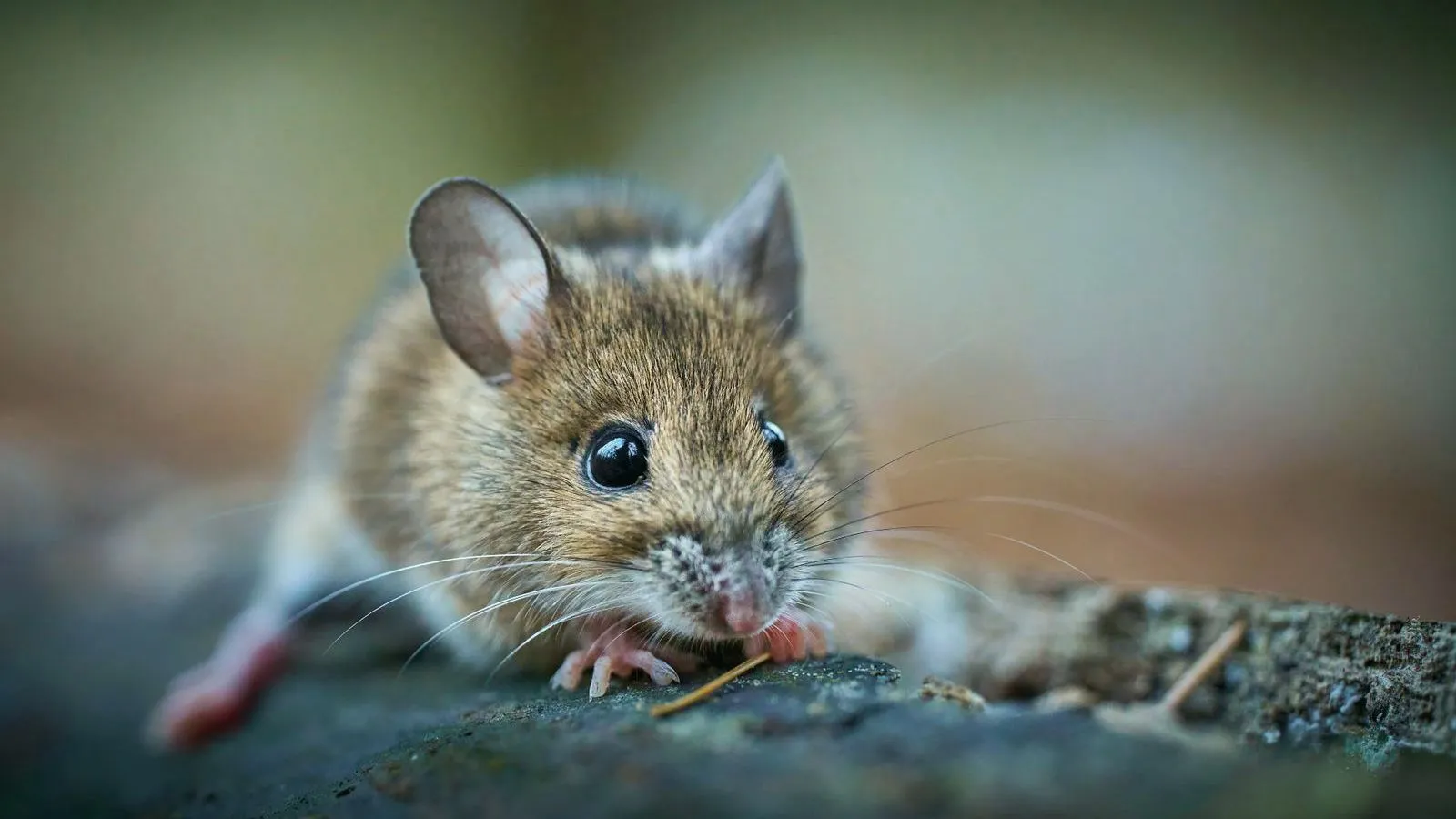 A small brown mouse crouched on a mossy stone