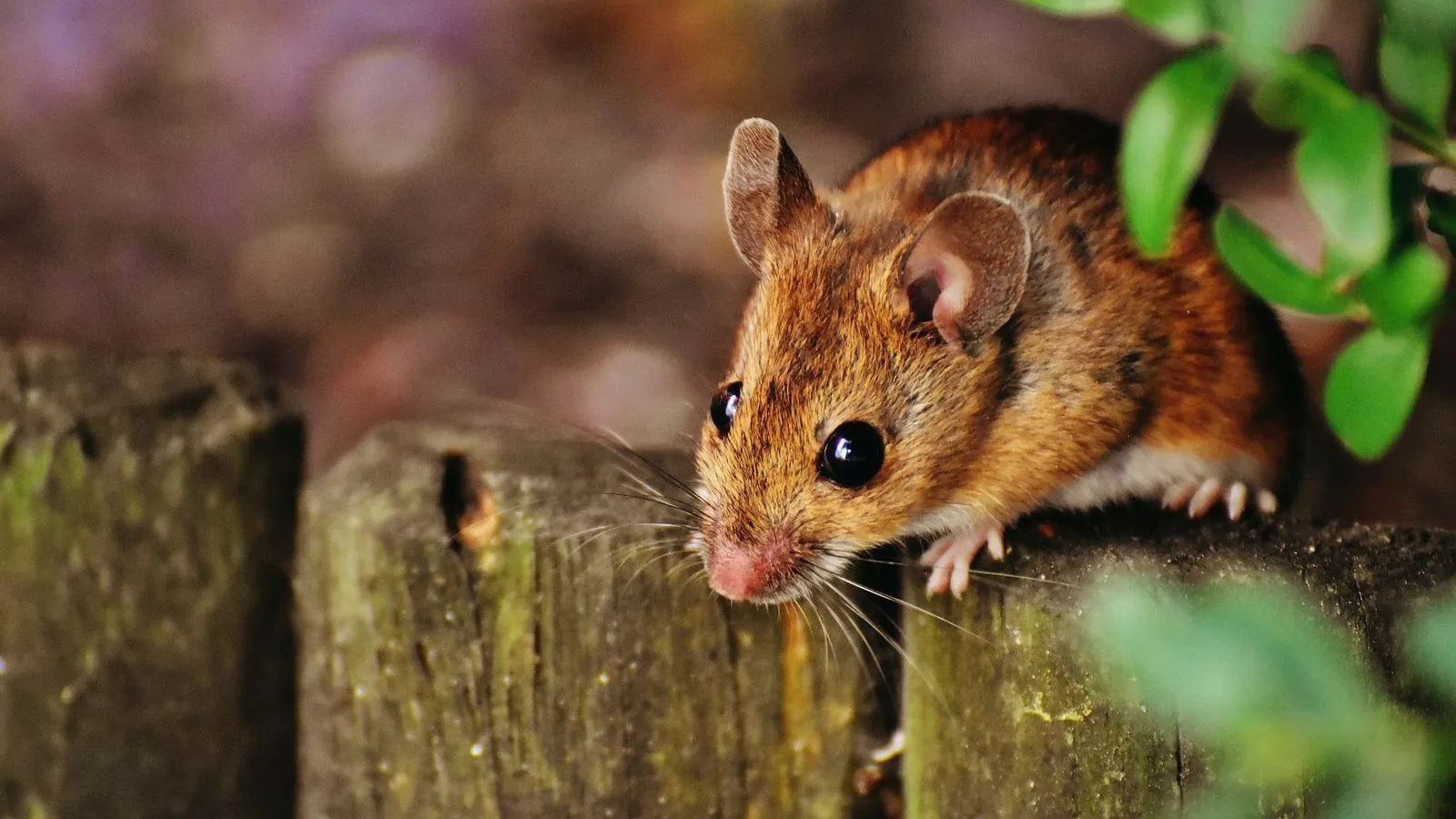 A brown mouse peering over the edge of a mossy wooden fence