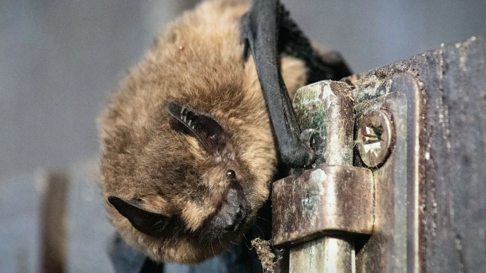 A small brown bat clinging head-down to a metal hinge