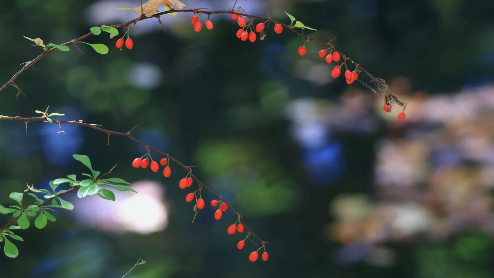 Red barberry berries hanging from a thorned branch against soft green foliage