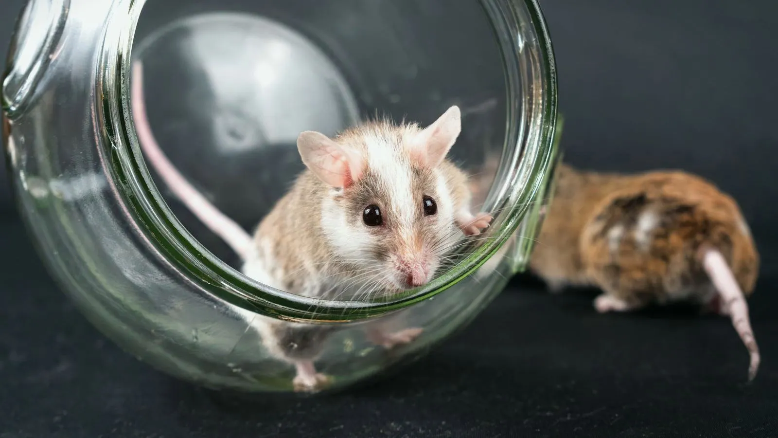 A small spotted mouse sitting inside a tipped-over glass jar