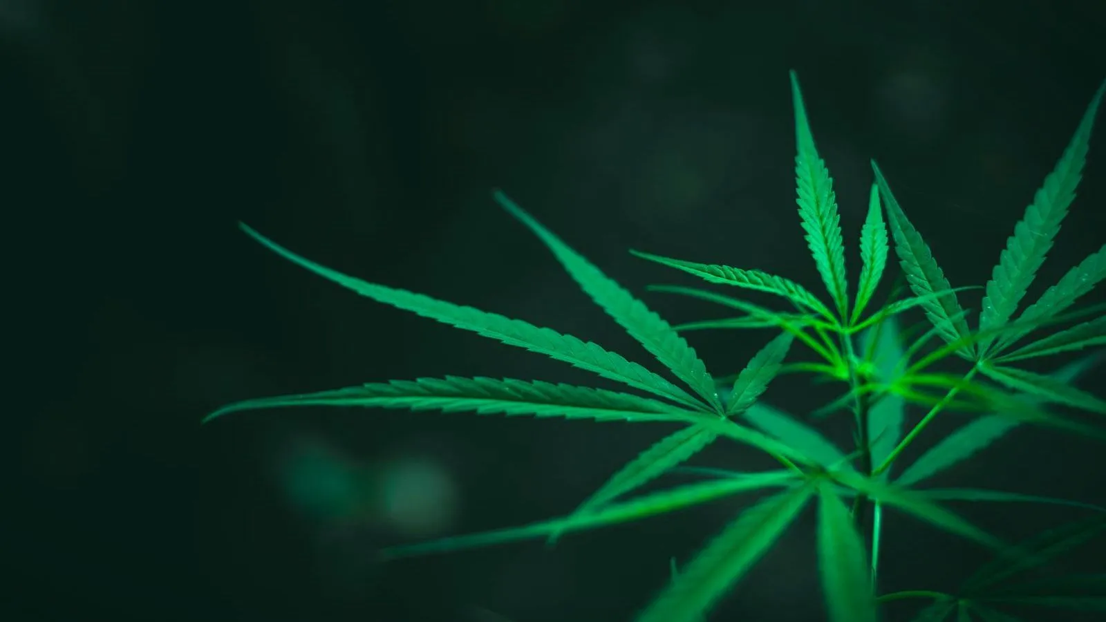 Cannabis leaves lit in bright green against a dark background.