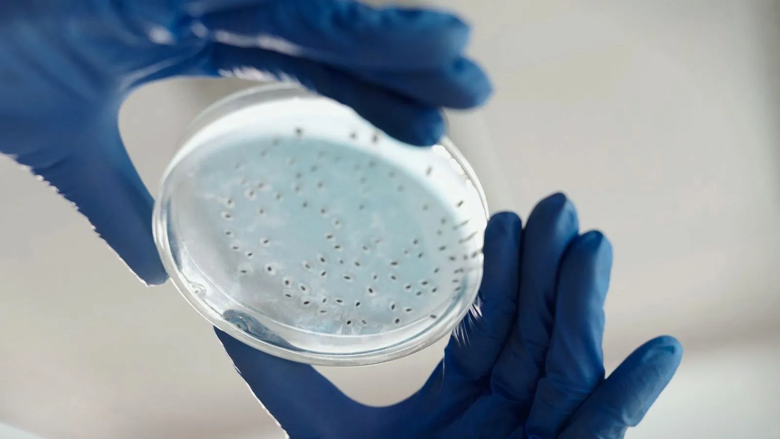 Gloved hands holding a petri dish up to the light