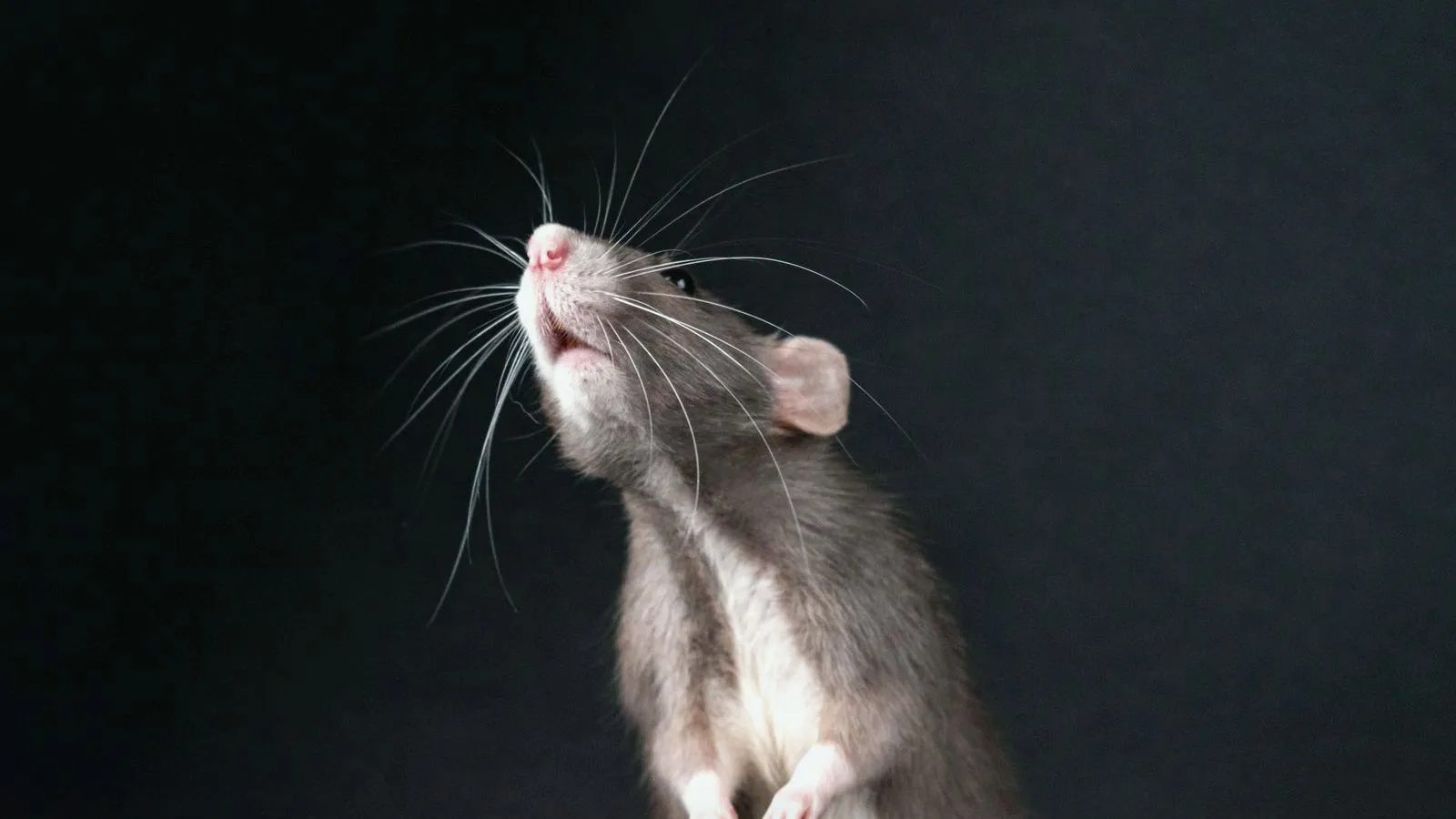 A gray and white rat standing up and sniffing the air against a black background