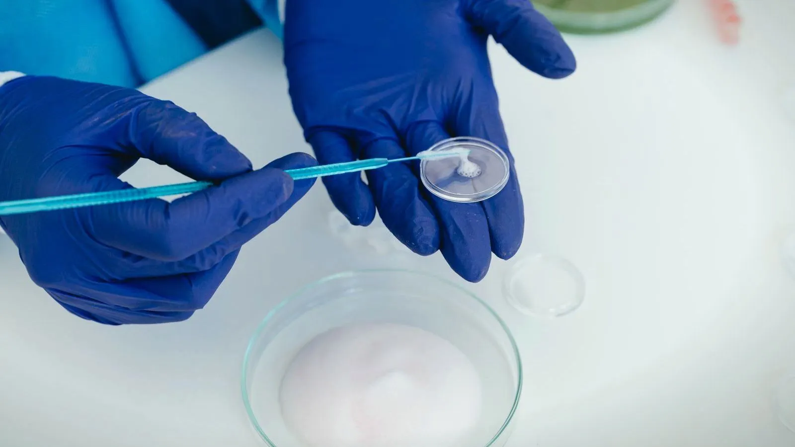 Gloved hands hold a small laboratory dish and a thin pipette above a glass dish on a white bench.