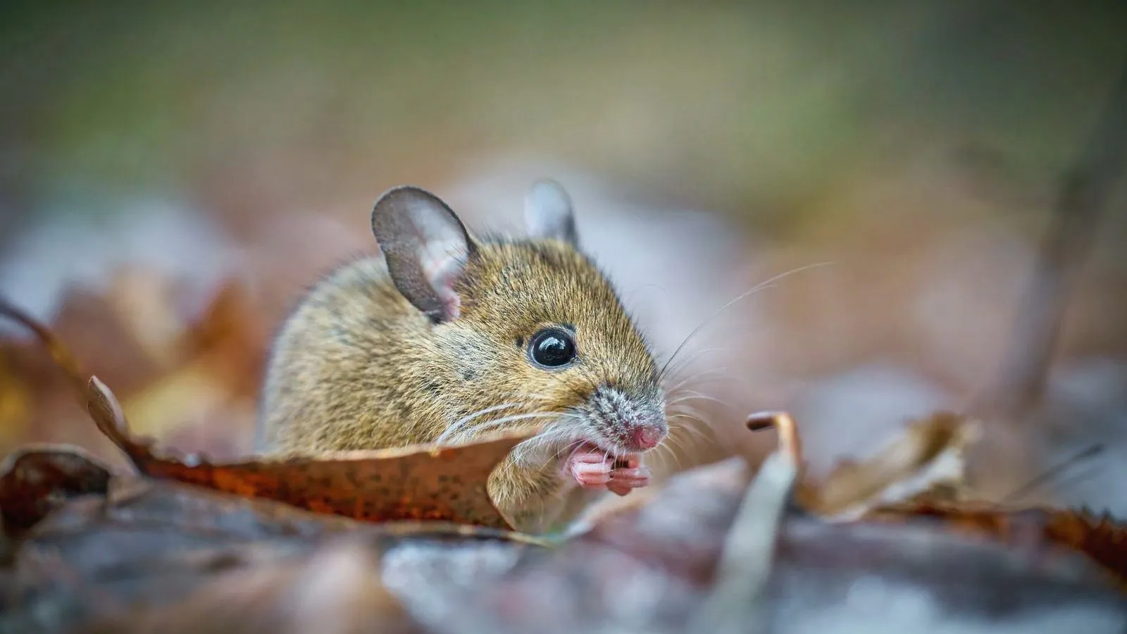 A small brown mouse among fallen leaves with its paws raised to its mouth