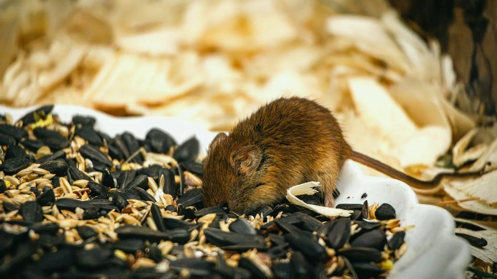 A small brown mouse eats from a white dish piled with sunflower seeds and grain.