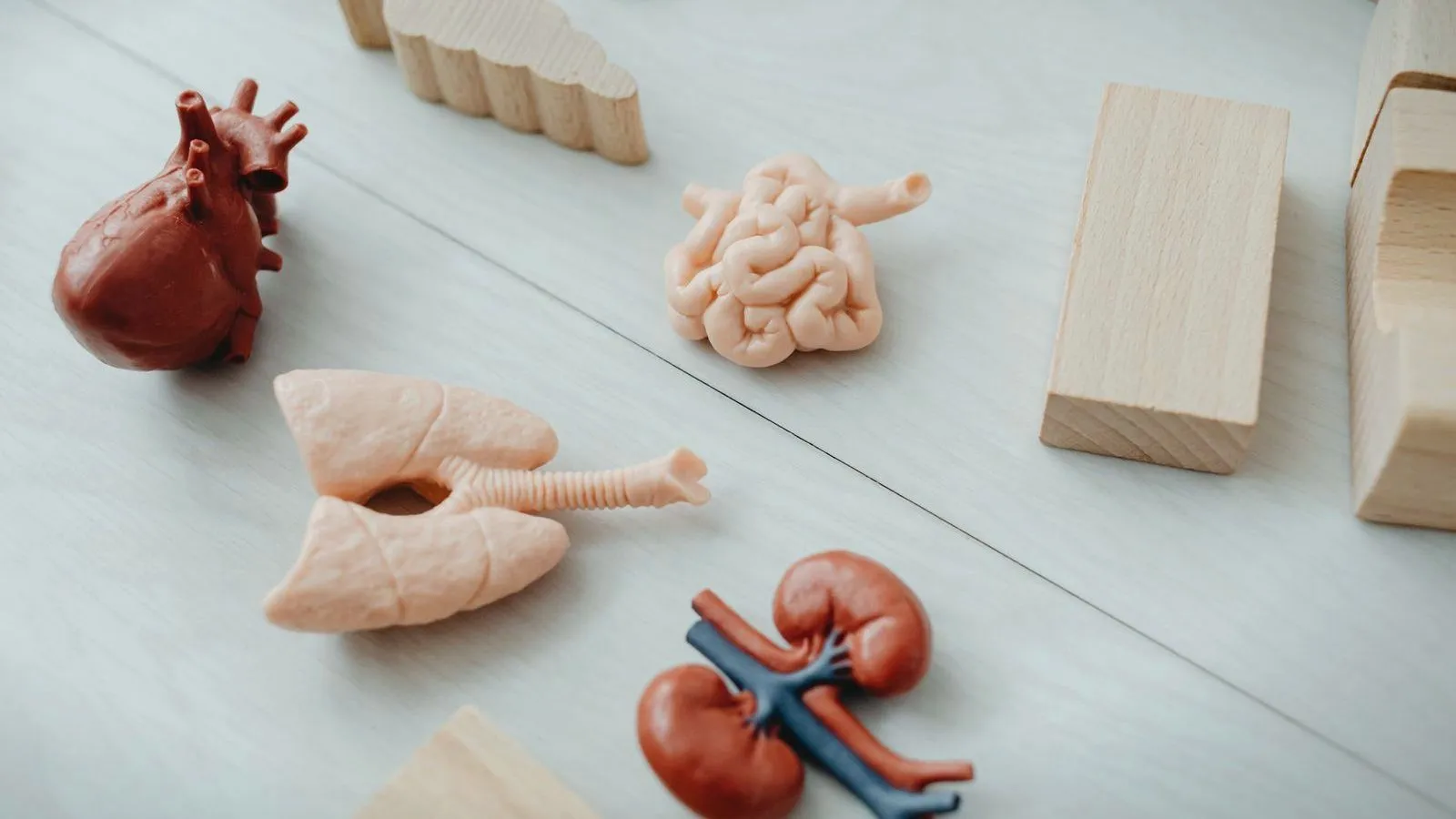 Small anatomical models of a heart, lungs, intestines and a pair of kidneys laid out with wooden blocks on a pale surface.
