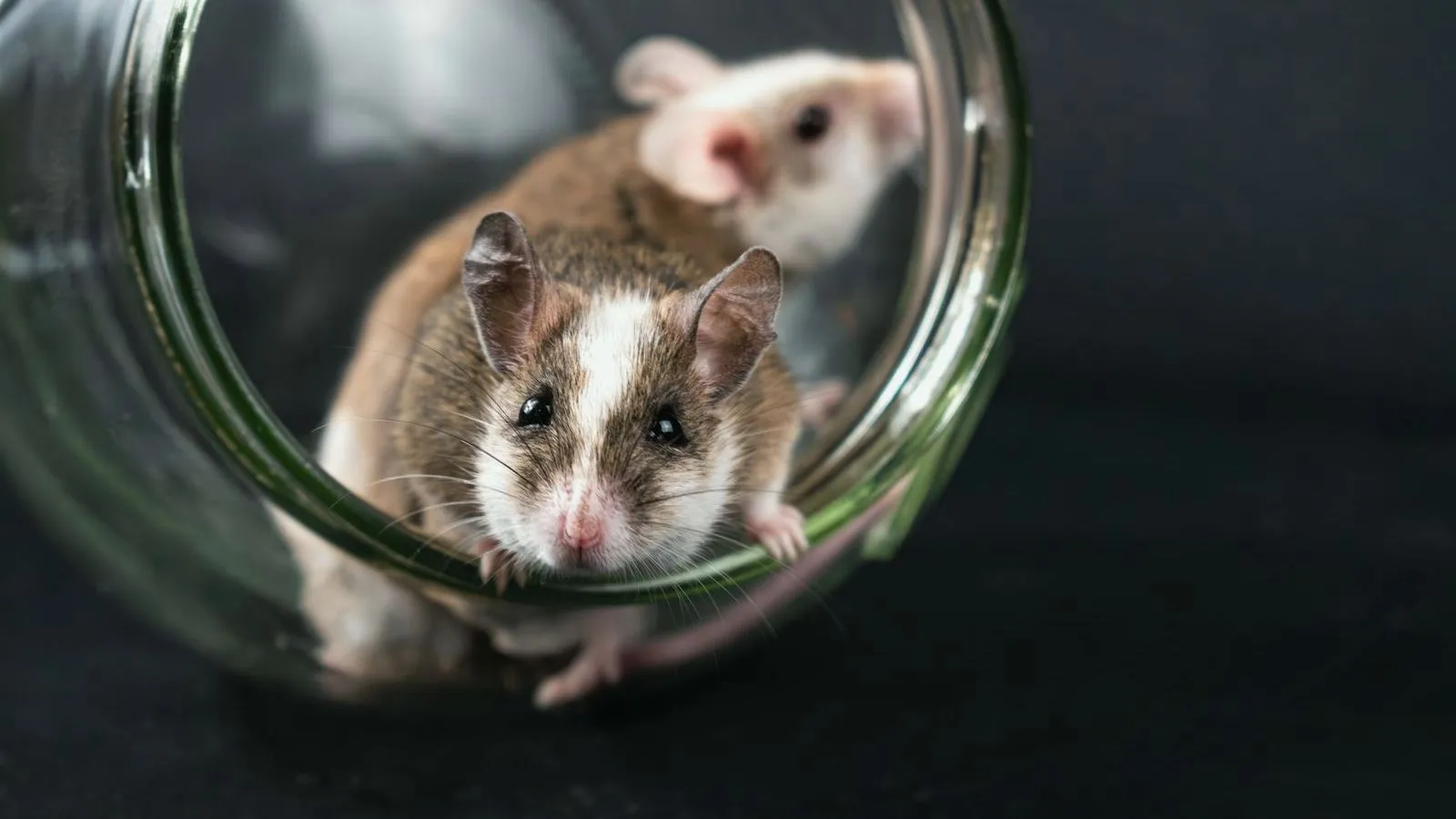 Two mice peering out from inside a glass jar
