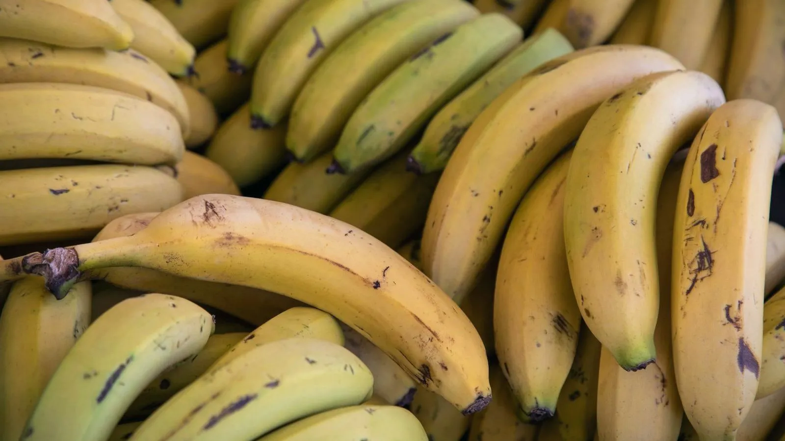 A close-up of a pile of ripe bananas.