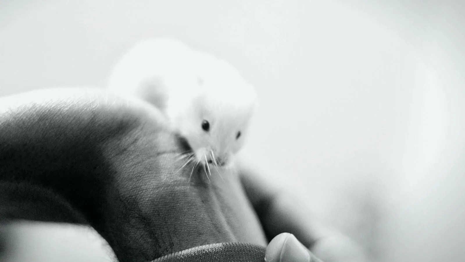 A white mouse perched on a person's hand, in black and white