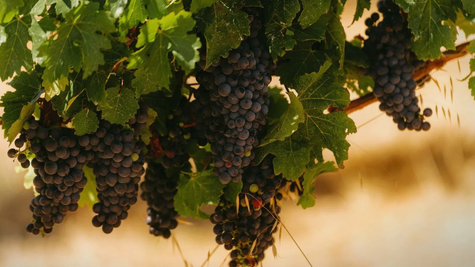 Bunches of dark red grapes hanging on the vine among green leaves