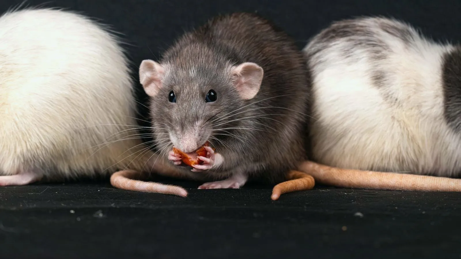 A gray rat eating a piece of food between two white and patched rats