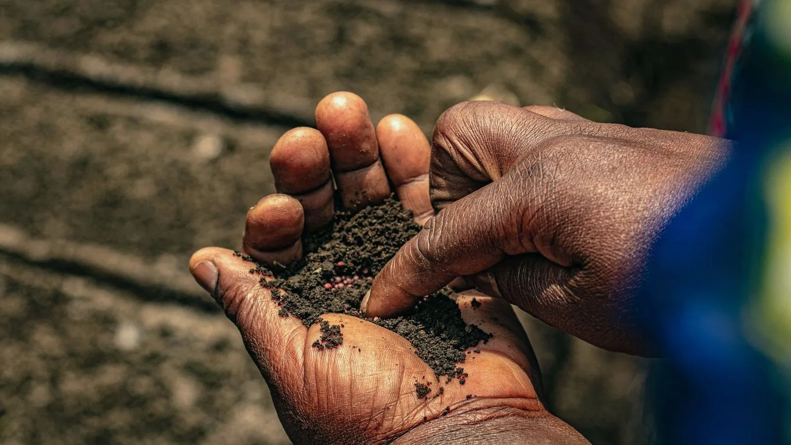 Two cupped hands holding dark soil above a field