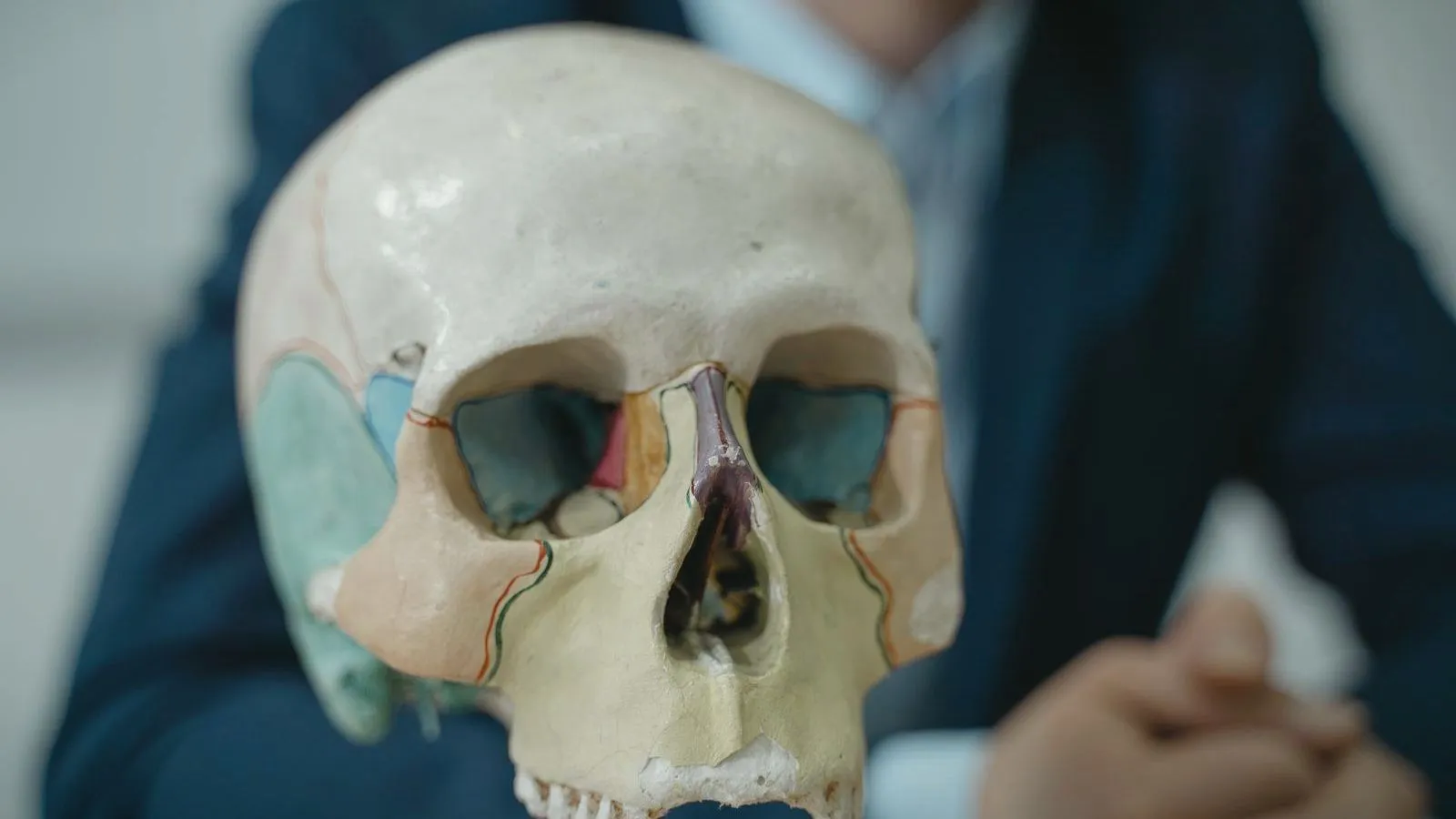 A colored anatomical model of a human skull on a stand