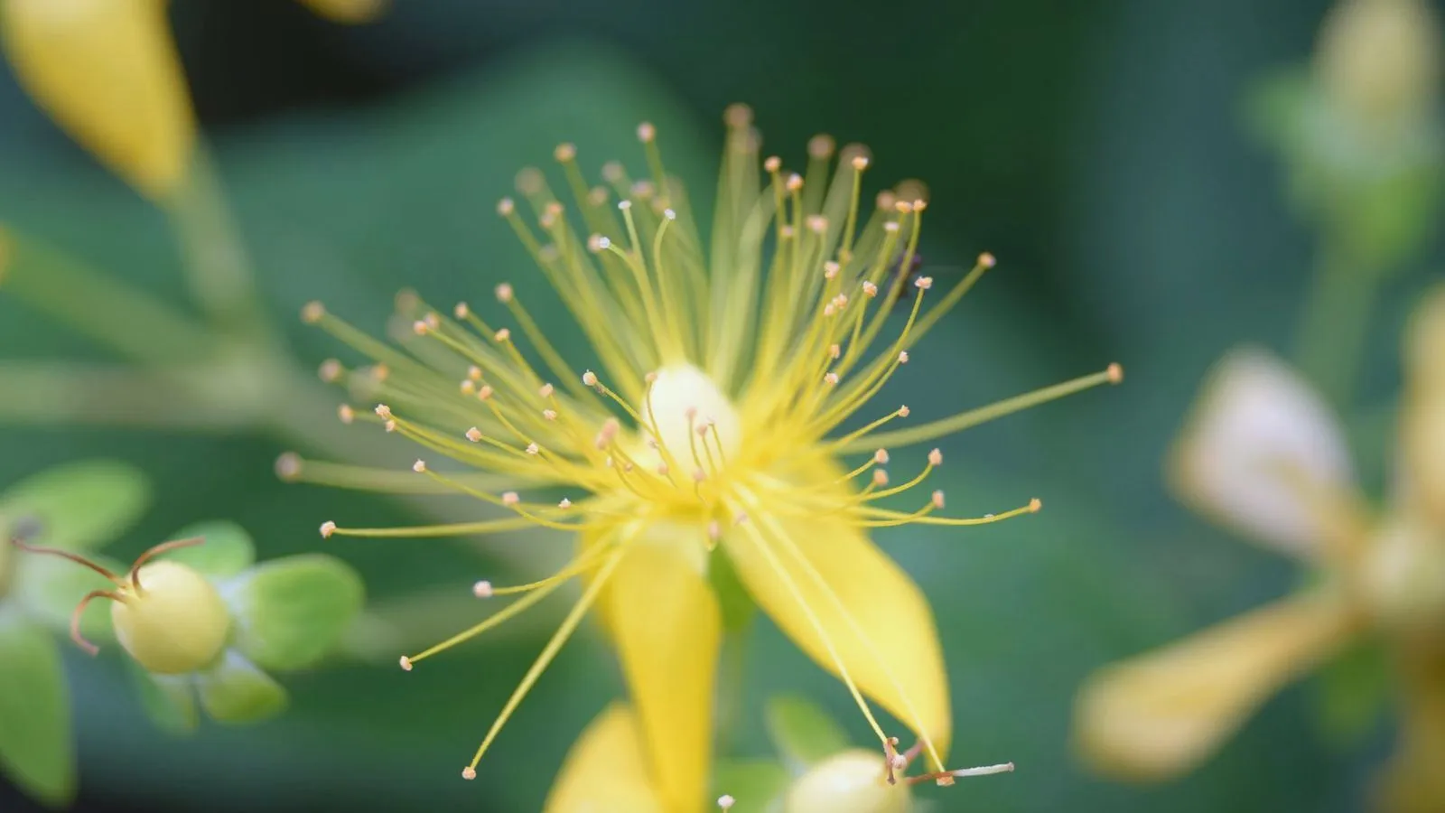 A yellow St Johns wort flower with long radiating stamens