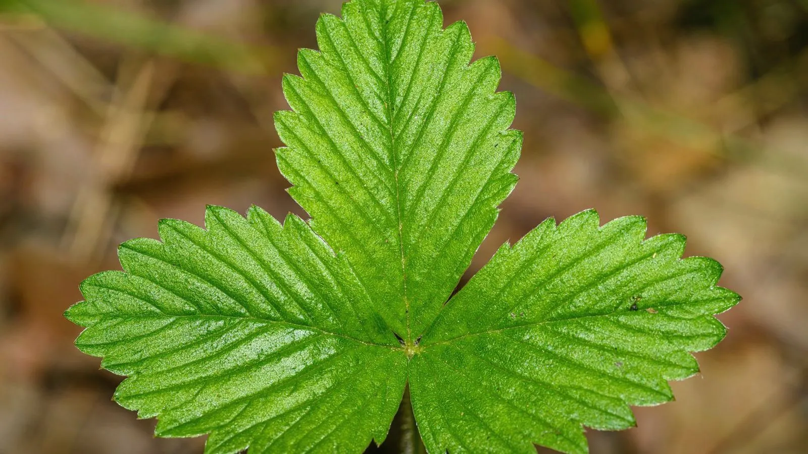 A close-up of a three-lobed strawberry leaf against blurred brown undergrowth