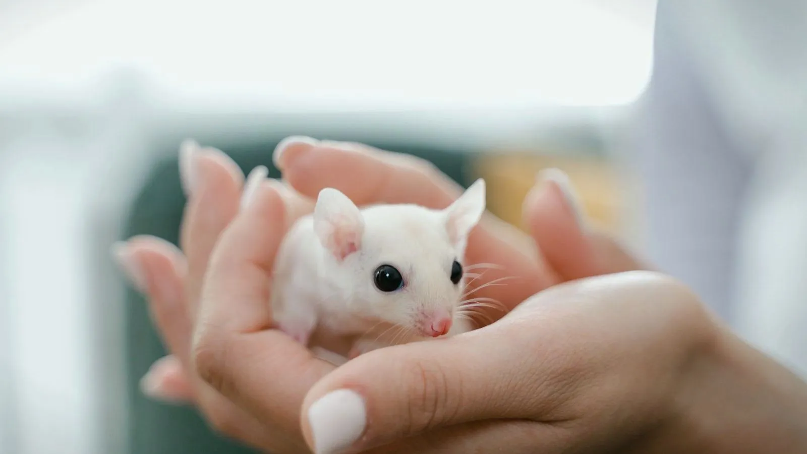 A small white mouse cupped in a pair of hands